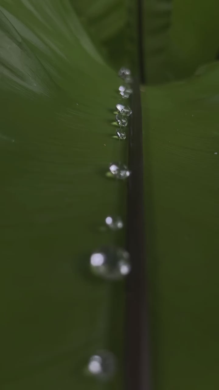 Dew Necklace, Handmade Jewelry "Simple Choker"